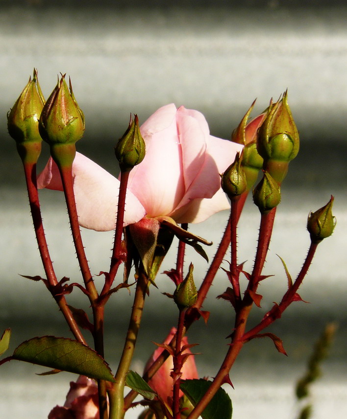 pink-rose