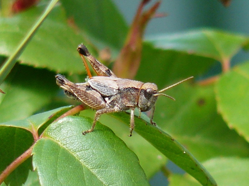 aaaah-grasshopper
