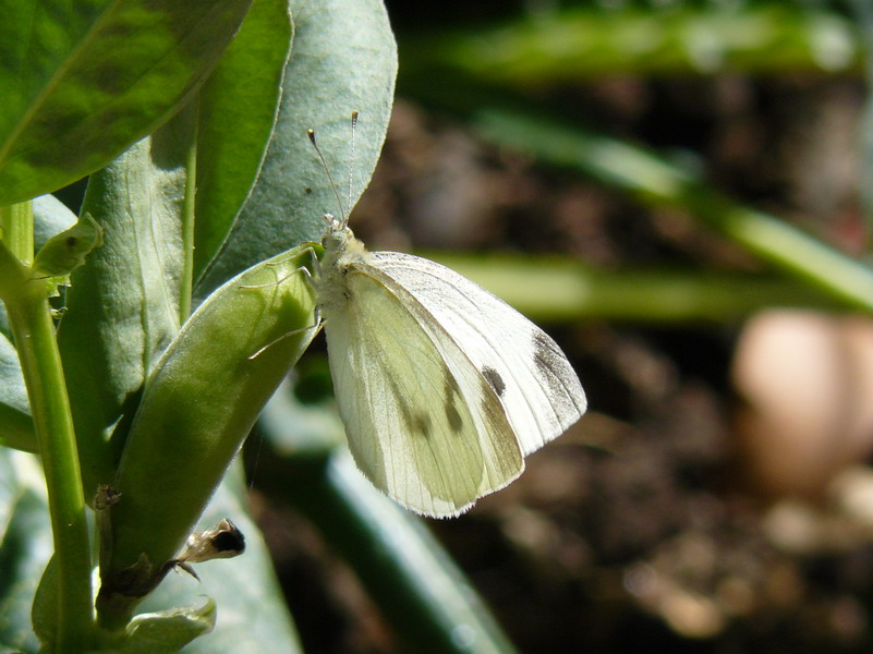cabbage-moth