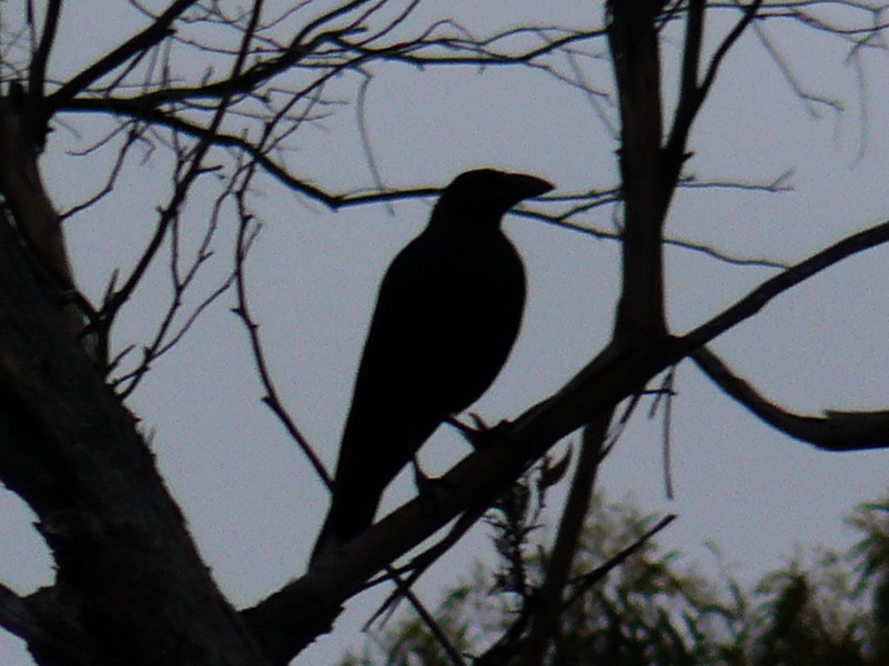 currawong-sillhouette