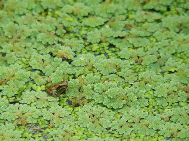 frog-ponds-rock