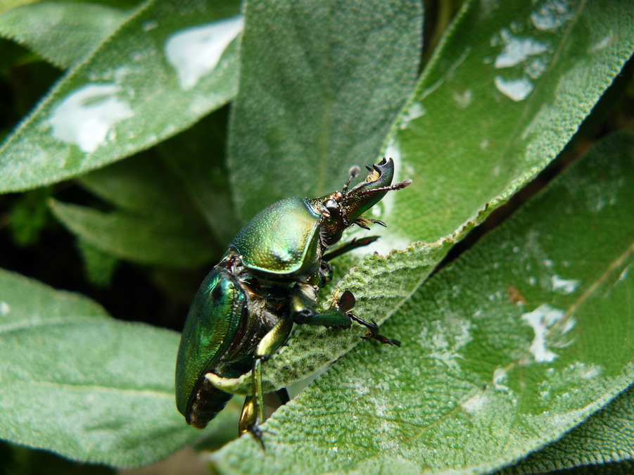 green-rhinoceros-beetle-on-a-sage-leaf
