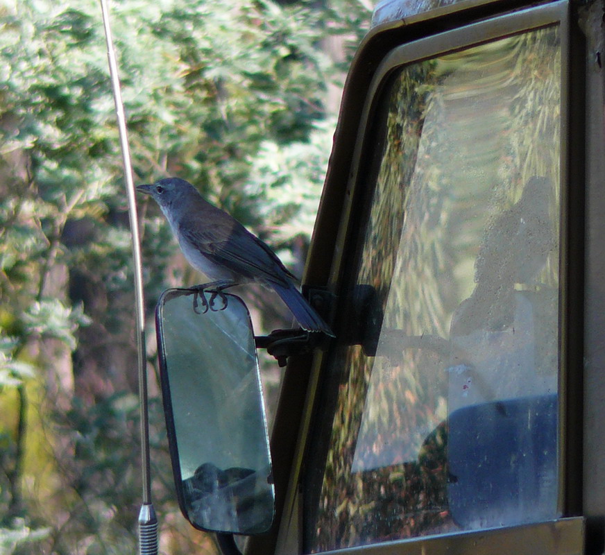 grey-shrike-thrush