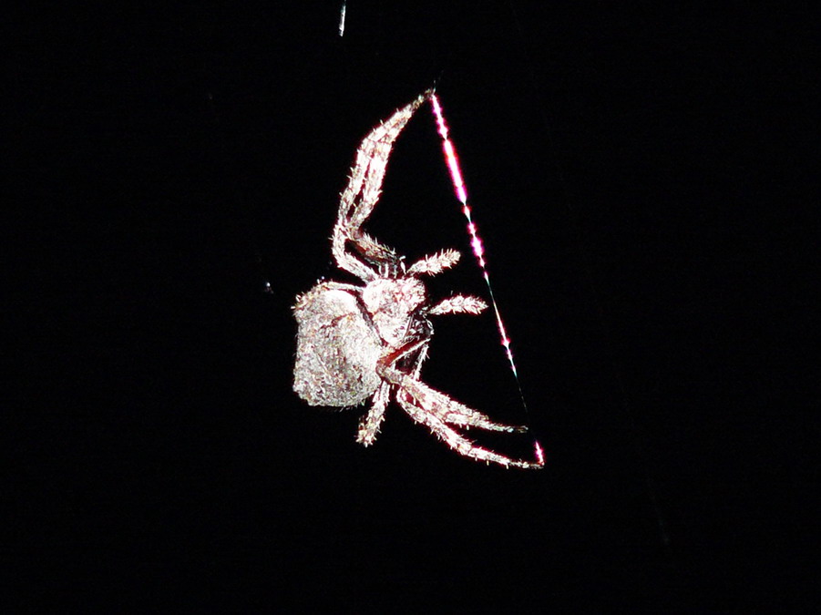 orb-spider-repairing-her-web