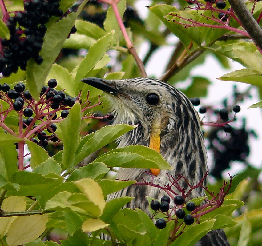 wattle-bird-enjoying-the-elderberries