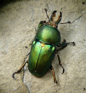 green-beetle
