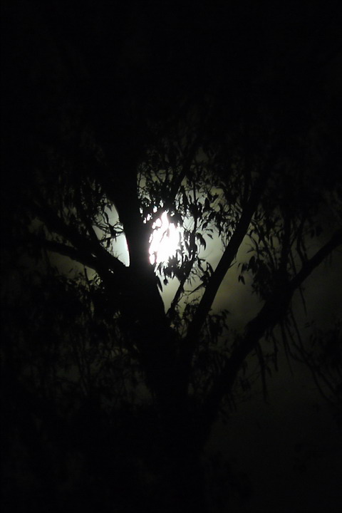 moon-through-the-trees