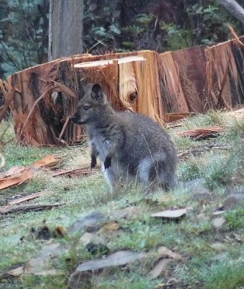 Bennetts Wallaby..