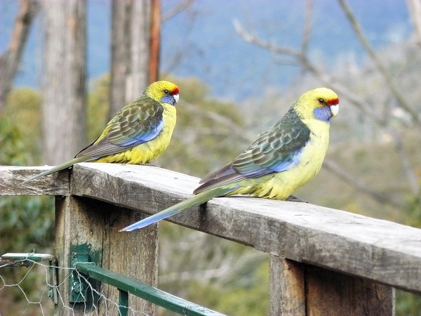 Green Rosellas on the balcony.