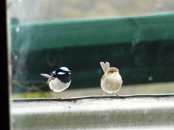 Looking through my front door at the Superb Fairy Wrens perched on the water tank.