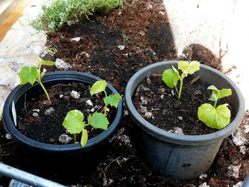 apple cucumbers. i will mulch theses when they have grown another inch or two.