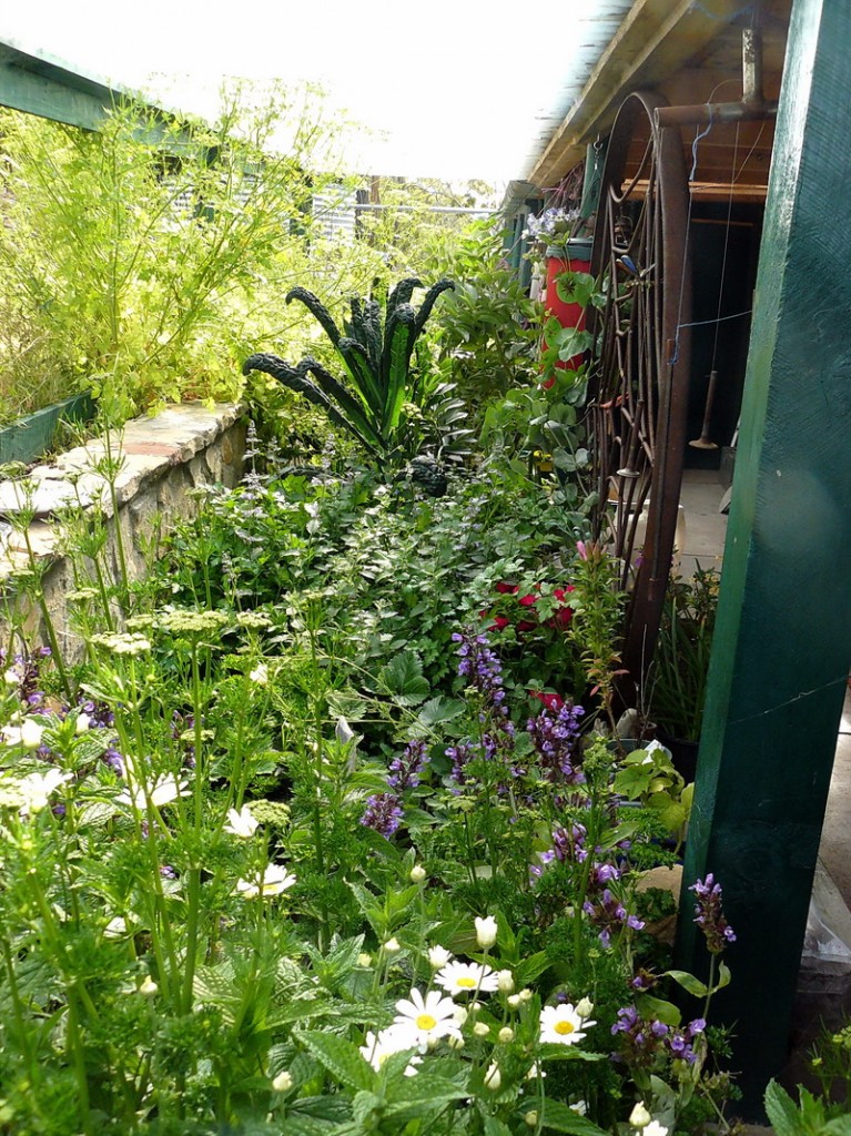 my kitchen garden.