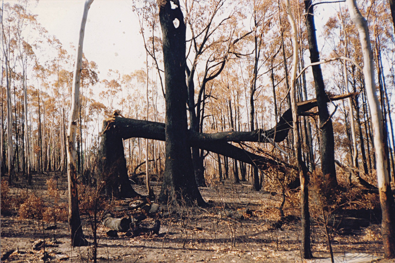 bushfire devastation