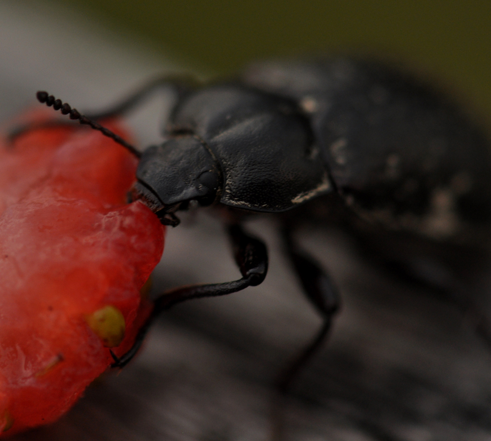 beetle and berry