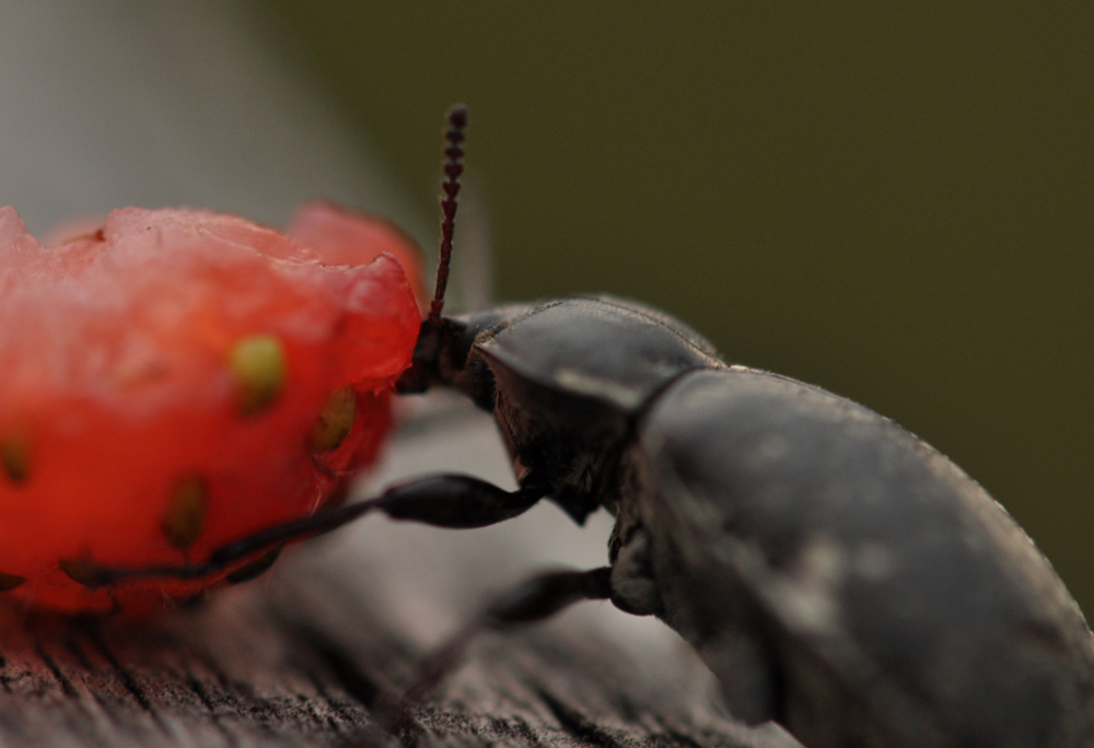 beetle with strawberry