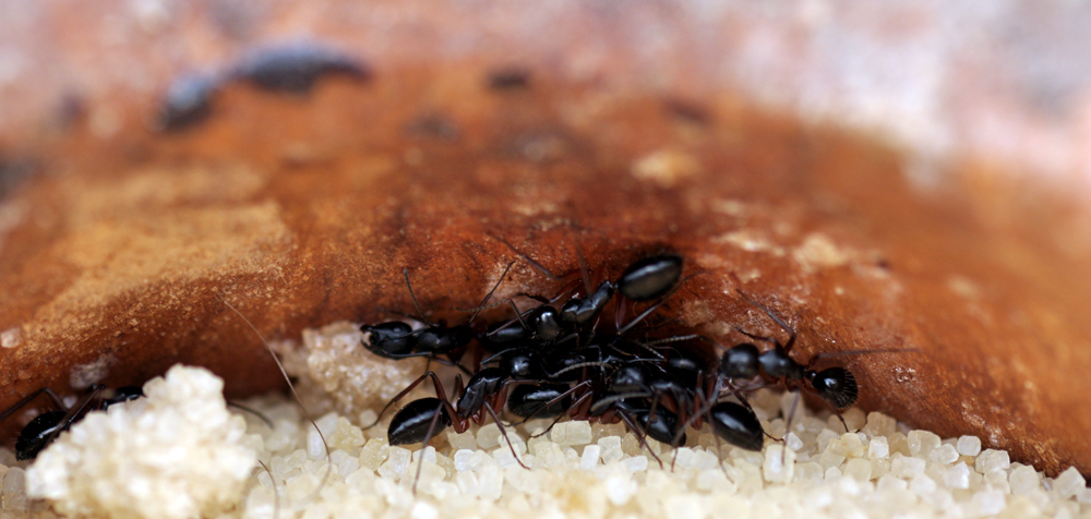 Ants huddling together