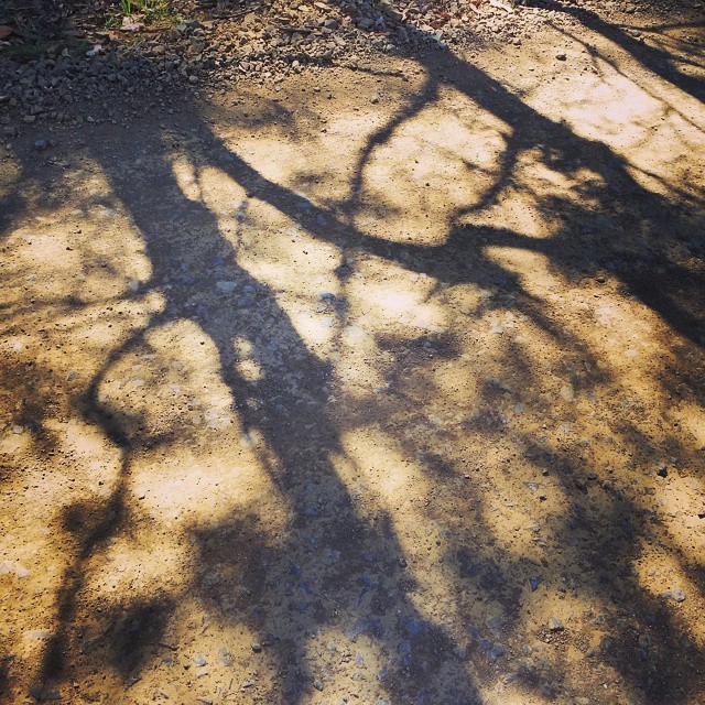 snake shadows