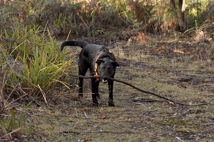 Monty with stick just before he runs away