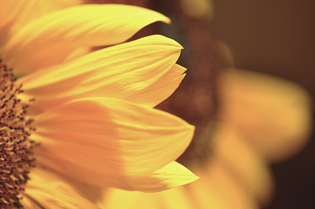 Sunflower copy 2