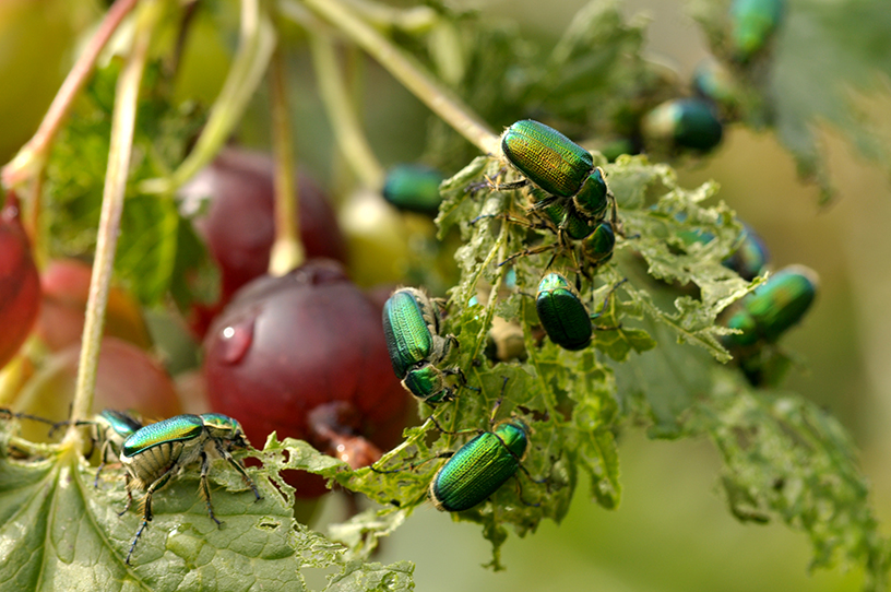 raspberry beetles 5