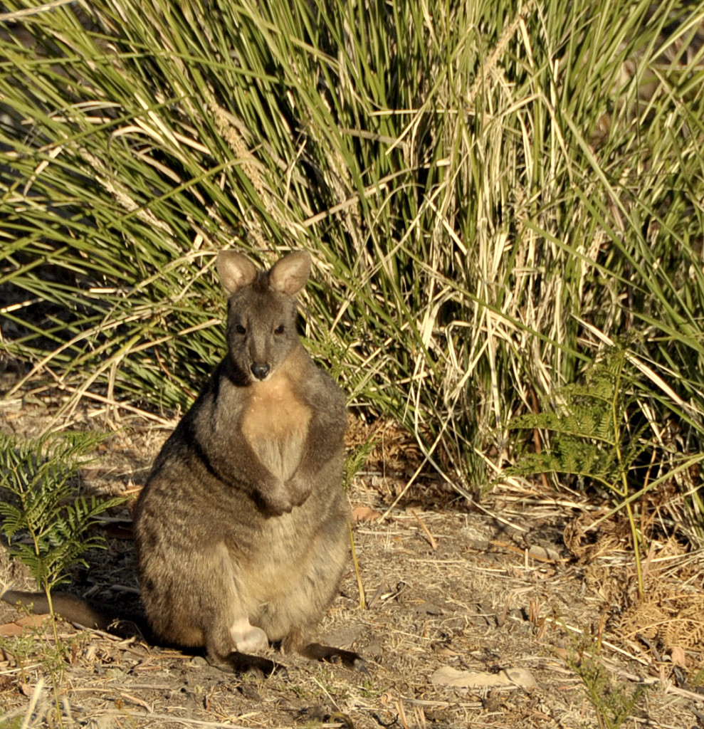 Buck Wallaby sitting in front of saw grass tussock