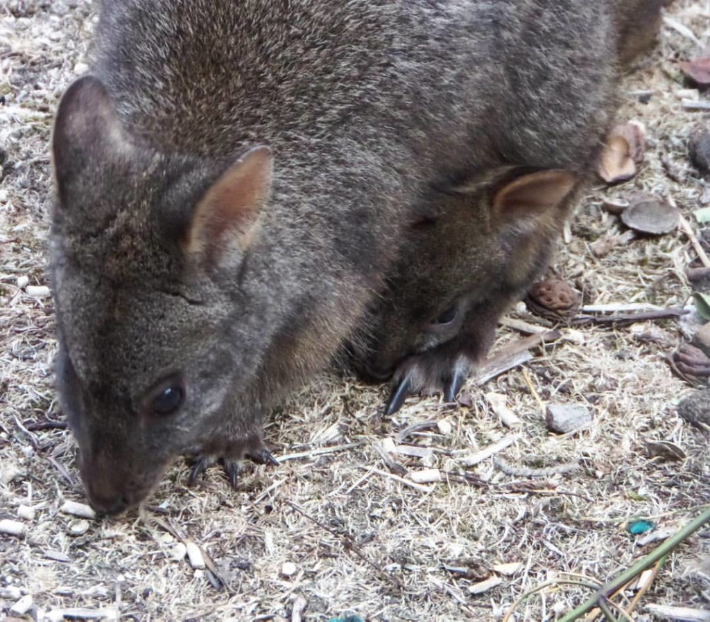Wallaby with joey in her pouch