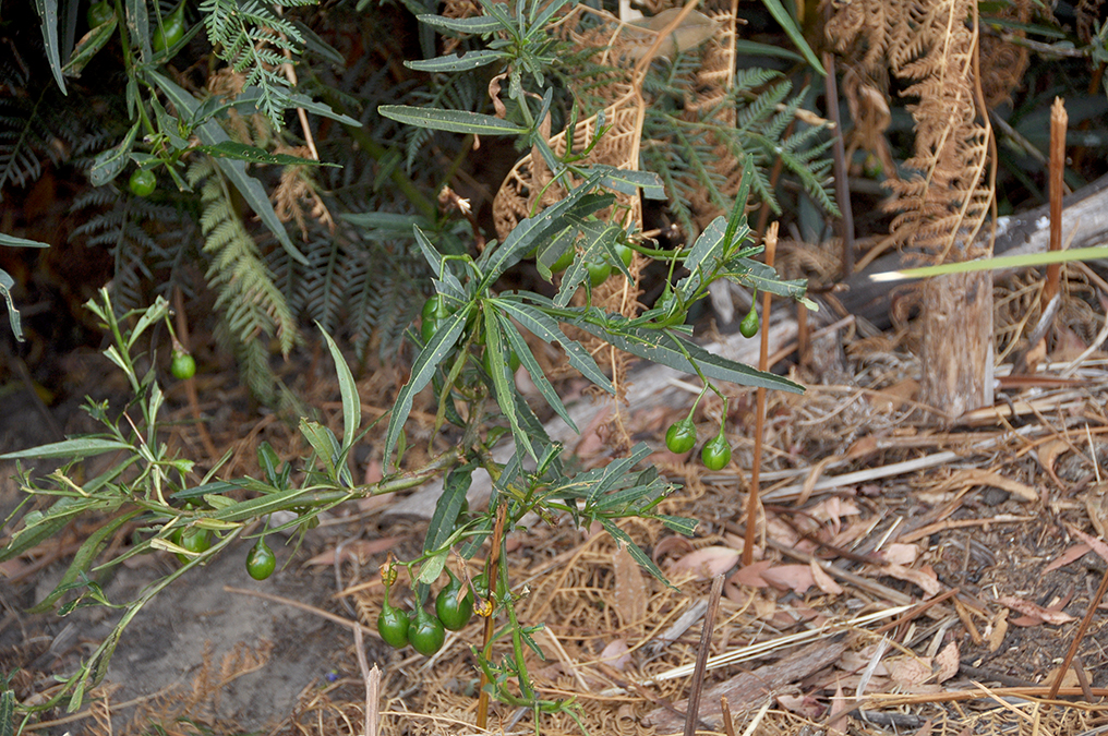 detail of kangaroo apple plant showing signs of leaf damage from being eaten by hungry wallabies